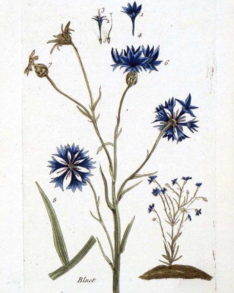 Василек Луговой на белом фоне