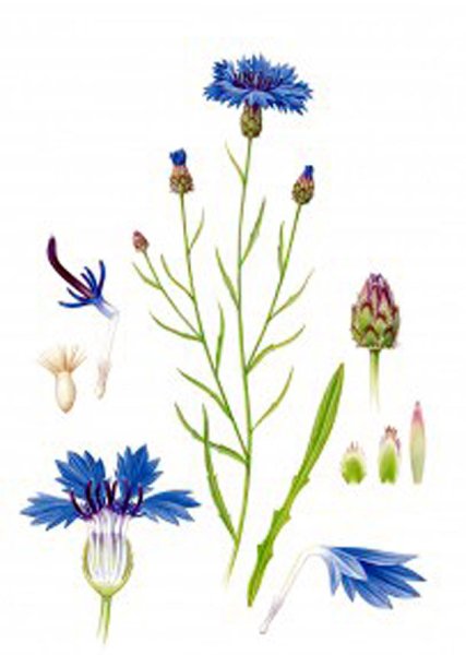 Василек для детей