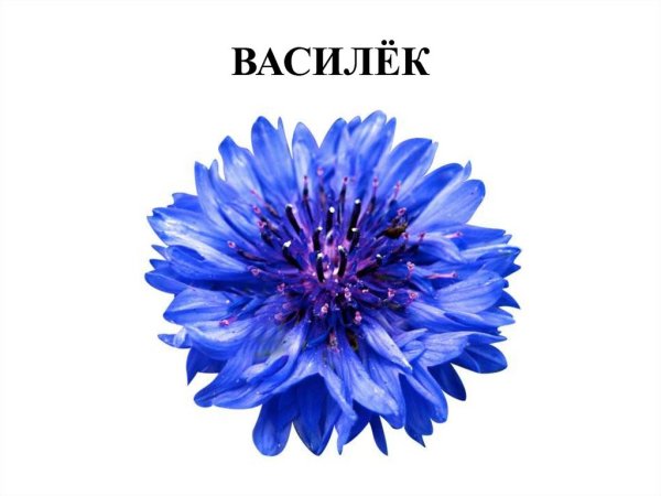 Василек со стеблем