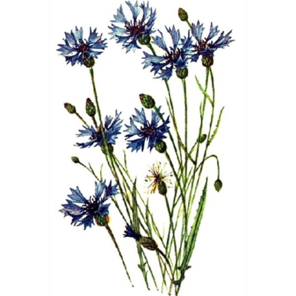 Полевые цветы акварелью