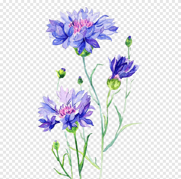 Василёк Блю бол