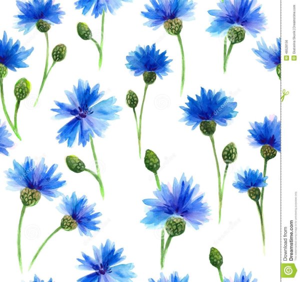 Cornflower Ботанический атлас