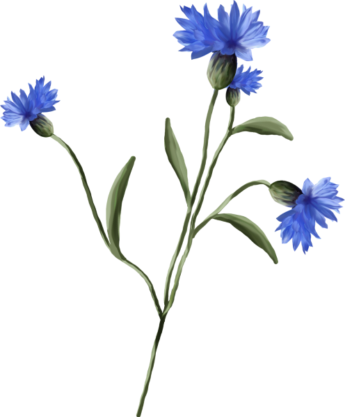 Василек цветок цветной
