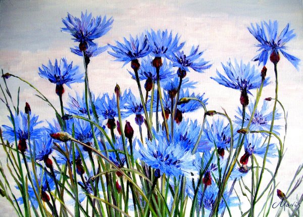 Василек зарево