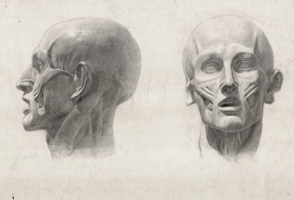 Голова Гудона Экорше Академический