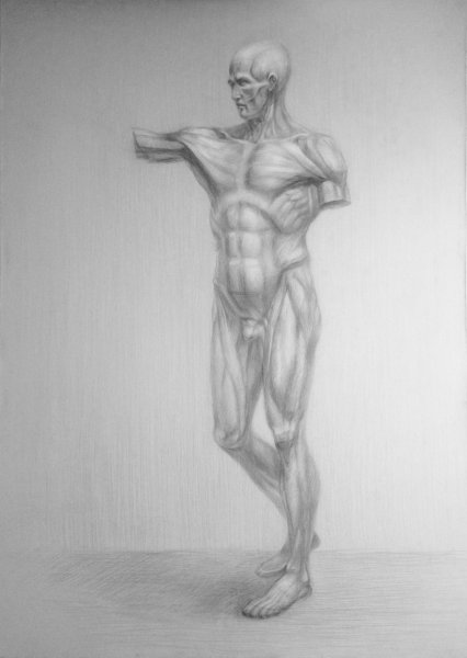 Экорше Гудона Академический рисунок