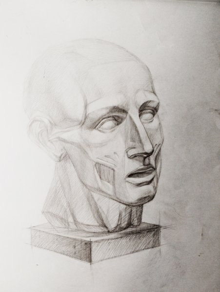 Голова Экорше Гудона в профиль