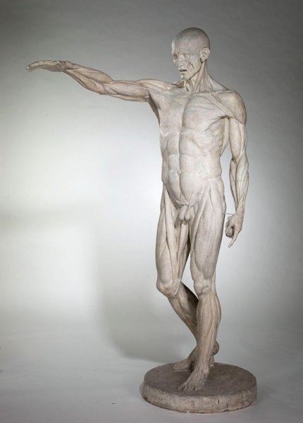 Гудон Экорше человек