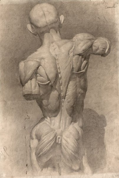 Экорше Гудона в полный рост