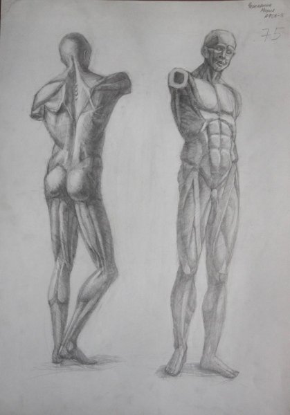 Экорше анатомия