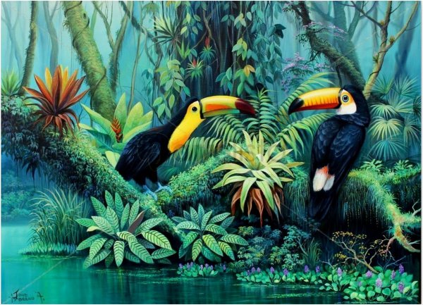 Джунгли лианы туканы