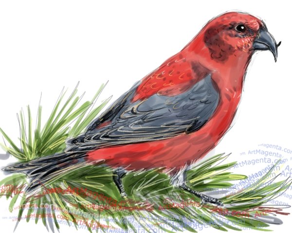 Клёст-еловик свиристель