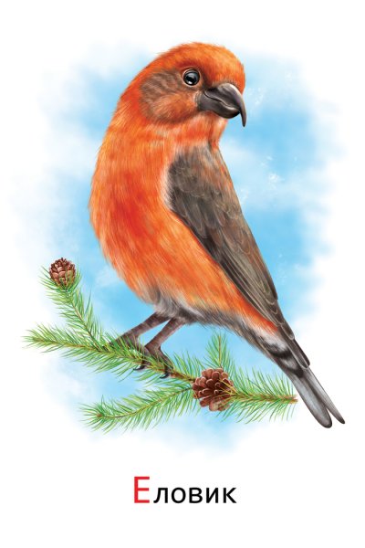 Нарисовать Клест еловик