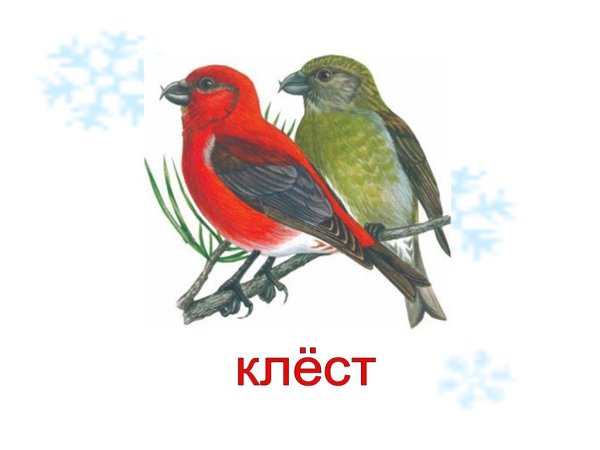 Про птицу Клест детям