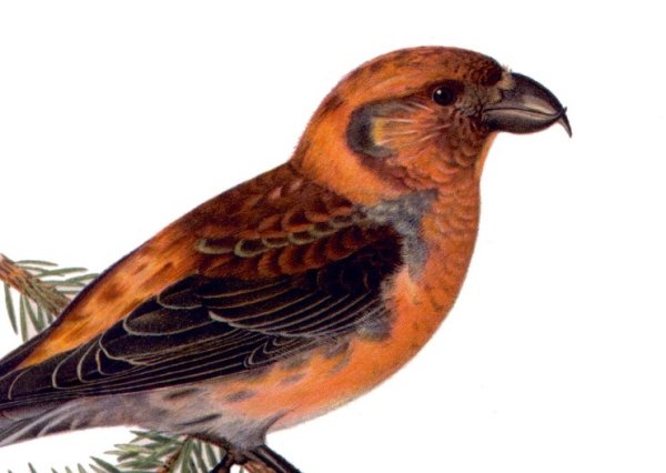 Птица Клест на белом фоне