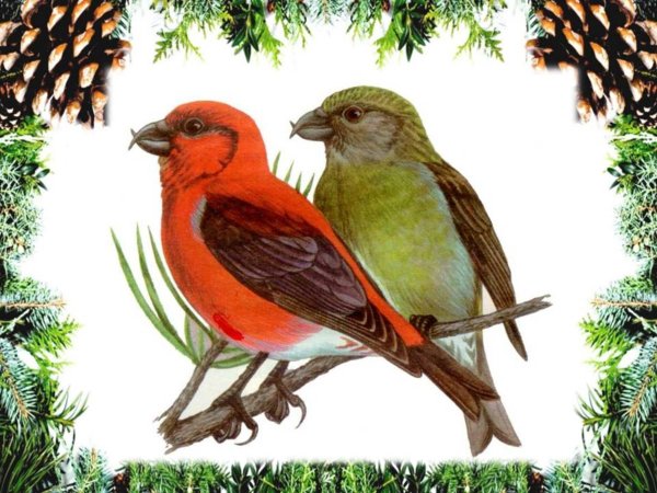 Карточка зимующие птицы Клест