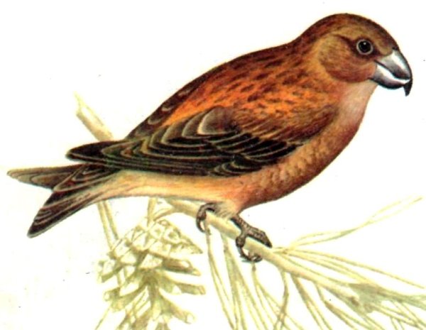 Клест еловик рисунок