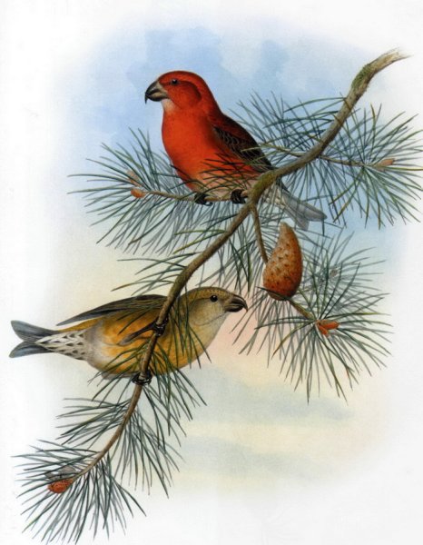 Клёст иллюстрация