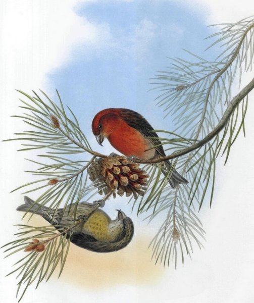 Нарисовать Клест еловик