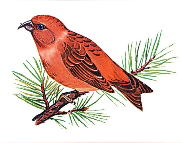 Рисование клёст еловик