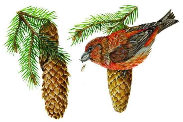 Маска клеста