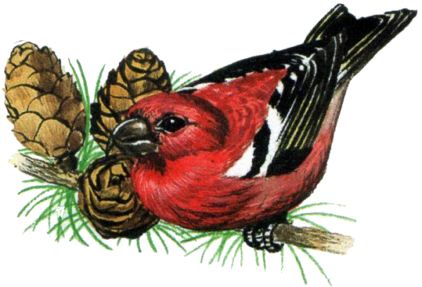 Клёст-еловик на белом фоне