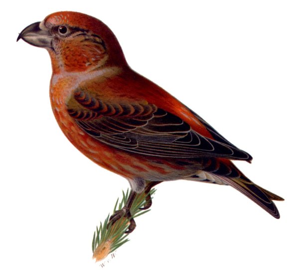 О клесте Бианки