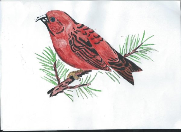 Клест рисунок для детей