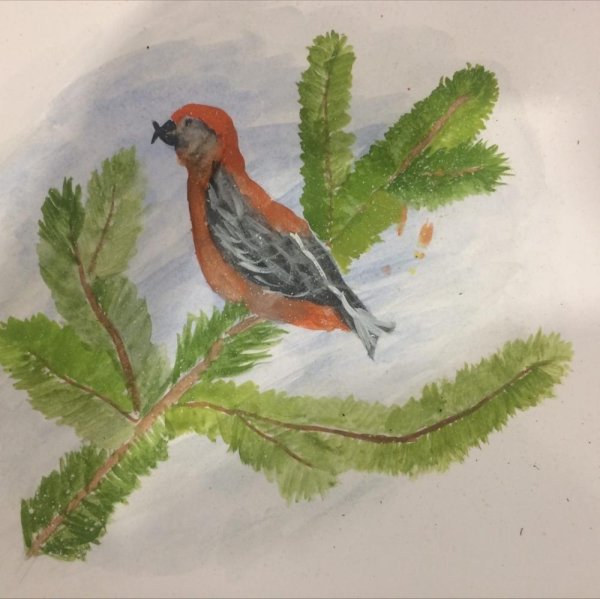 Клест еловик рисунок