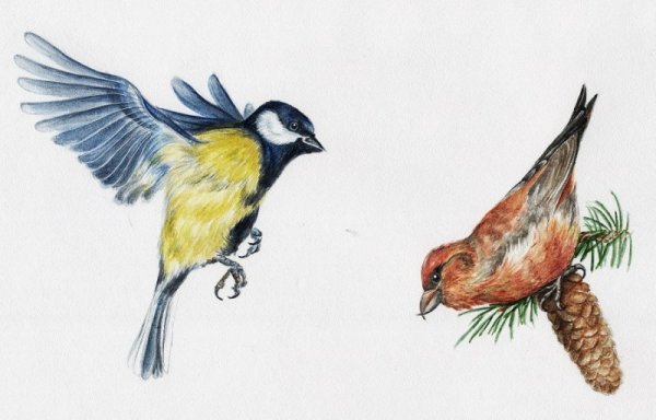 Птица Клест на белом фоне