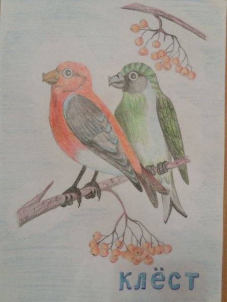 Клест еловик рисунок