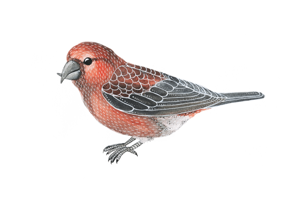 О клесте Бианки