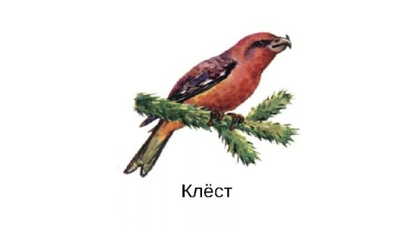 Клёст-еловик на белом фоне