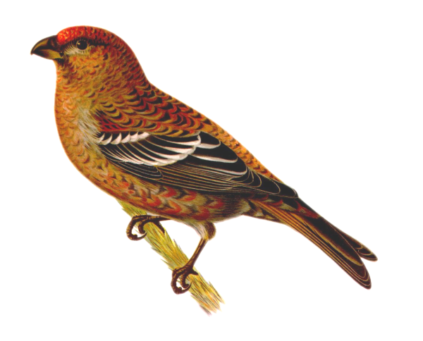 Клест зимующая птица или Перелетная