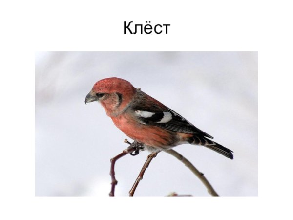 Клест на белом фоне рисунок