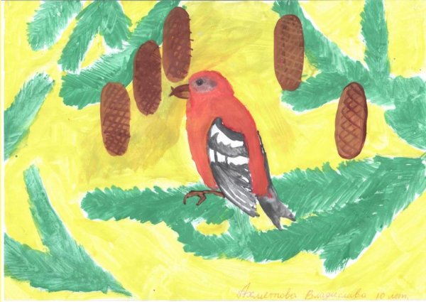 Клест еловик рисунок