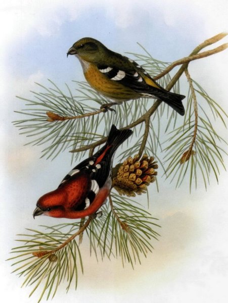 Вышивка крестом птичку клеста