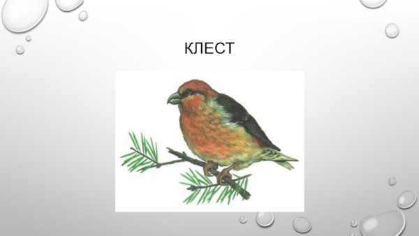 Мини-плакат вырубной Клест