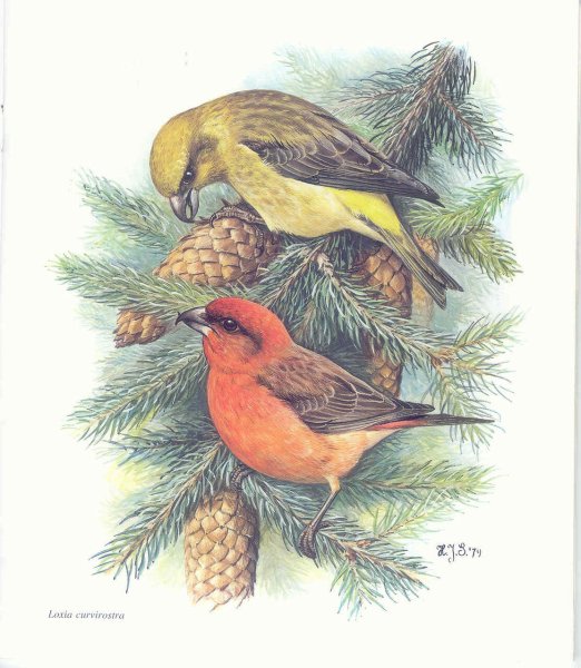 Клест картинка для детей