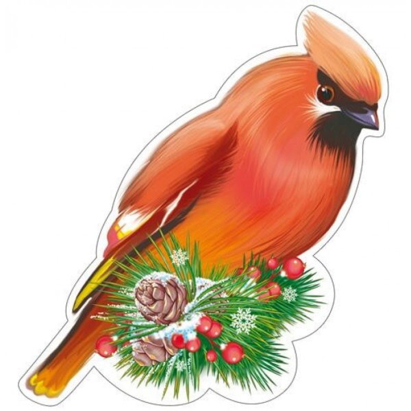 Клест еловик рисунок