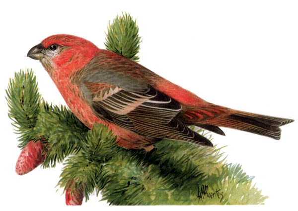 Клест еловик рисунок