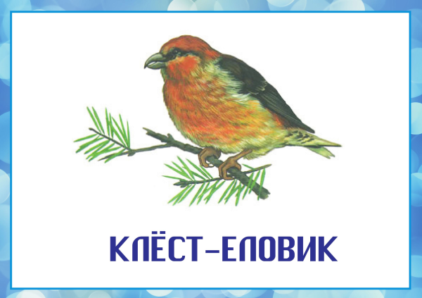 Еловая каша Сладков