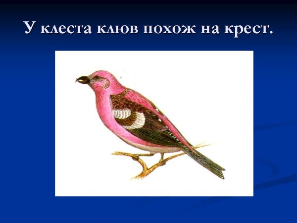 Птица Клест на белом фоне