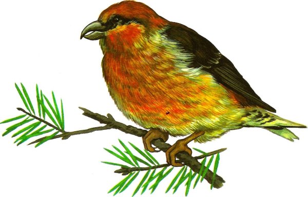 Клест на белом фоне