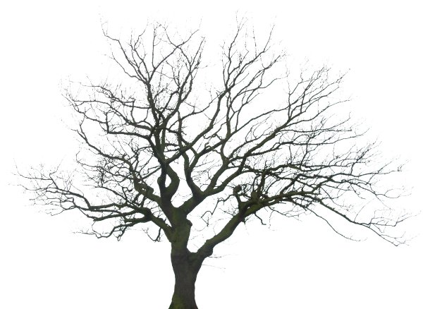 Ветвистое дерево вектор