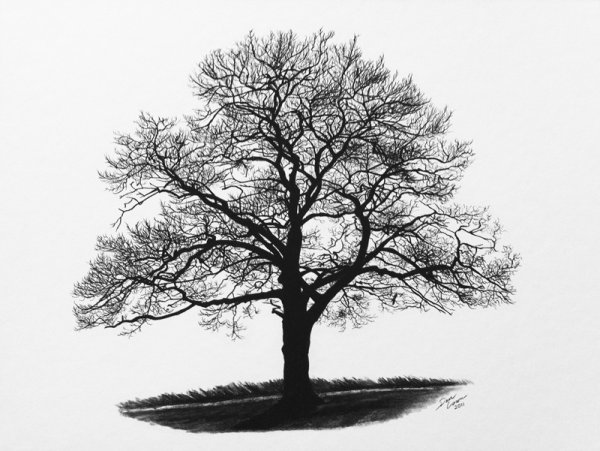 Дерево без листвы