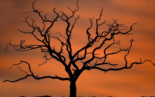 Дуб карандашом