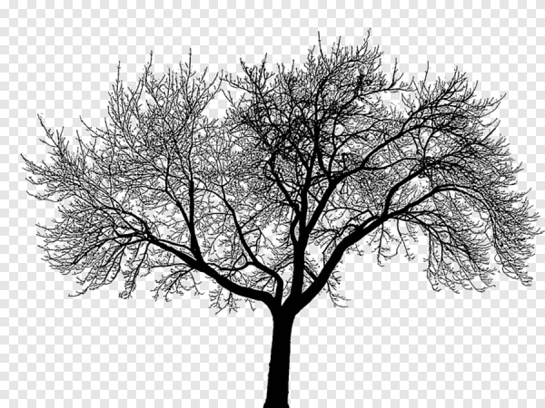 Дерево с большой кроной и корнями