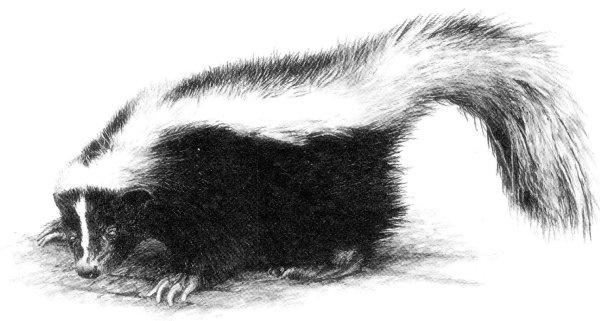 Черно белый скунс