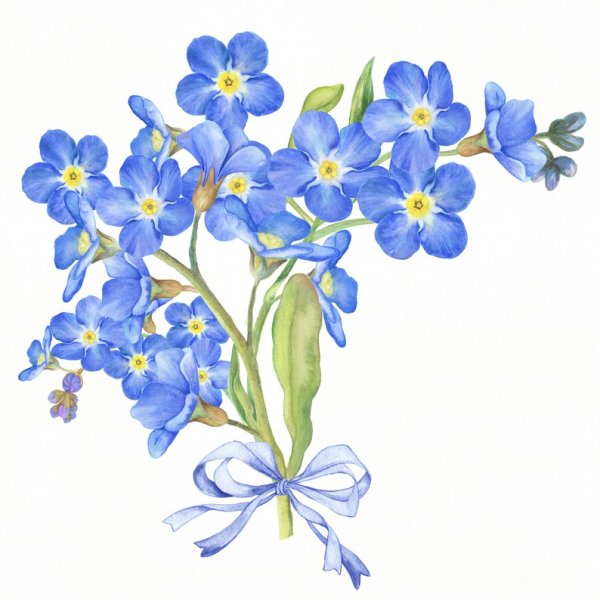 Незабудка рисунок